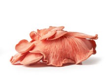 Mynd Pink oyster mushroom 2*500gr